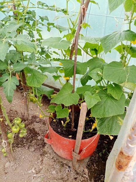  - 07 GRADINA IUNIE 2021