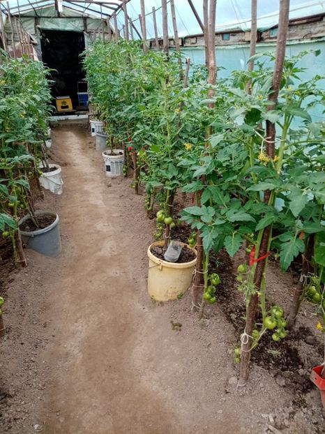  - 07 GRADINA IUNIE 2021