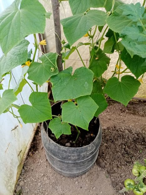  - 07 GRADINA IUNIE 2021