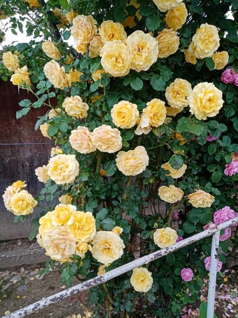  - 07 GRADINA IUNIE 2021