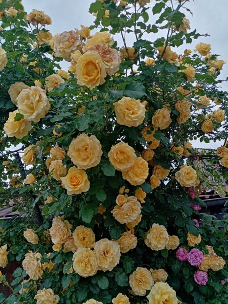  - 07 GRADINA IUNIE 2021