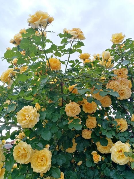  - 07 GRADINA IUNIE 2021