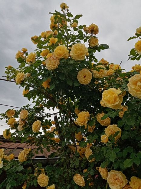  - 07 GRADINA IUNIE 2021