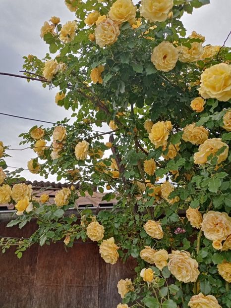  - 07 GRADINA IUNIE 2021