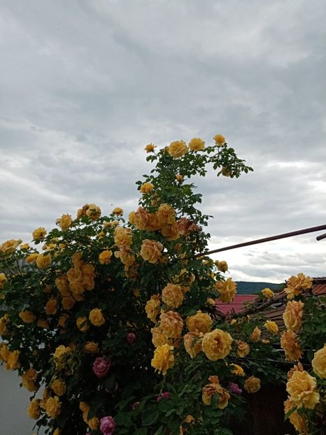  - 07 GRADINA IUNIE 2021