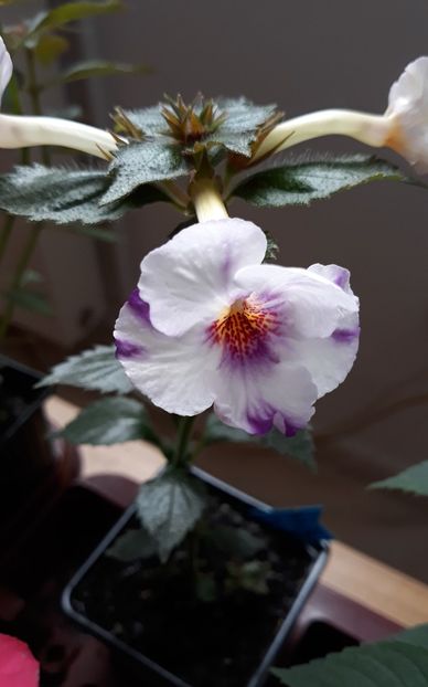  - R21 - TATJANA SAVCHUK