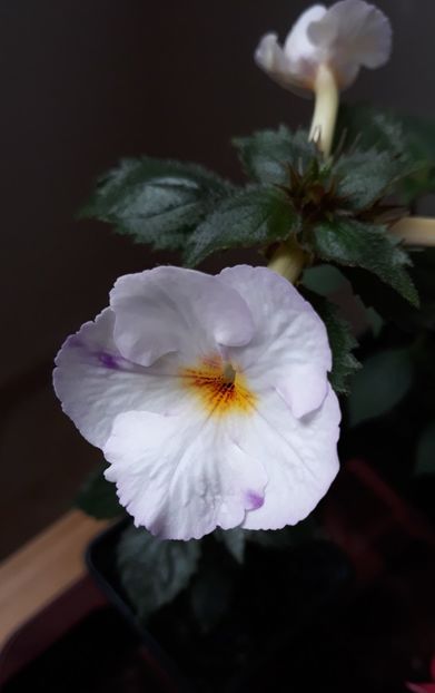  - R21 - TATJANA SAVCHUK