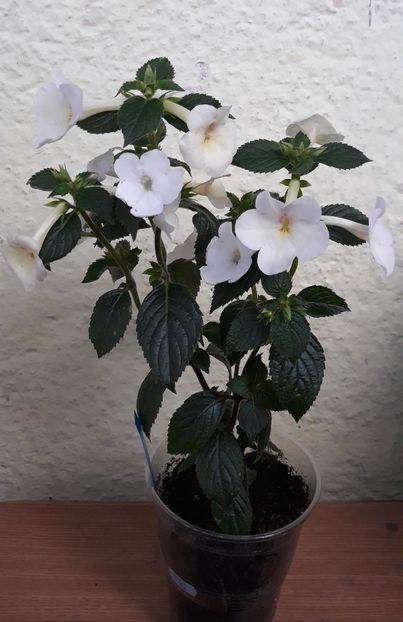  - 0001 2022 - BriD s Nani