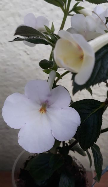  - 0001 2022 - BriD s Nani