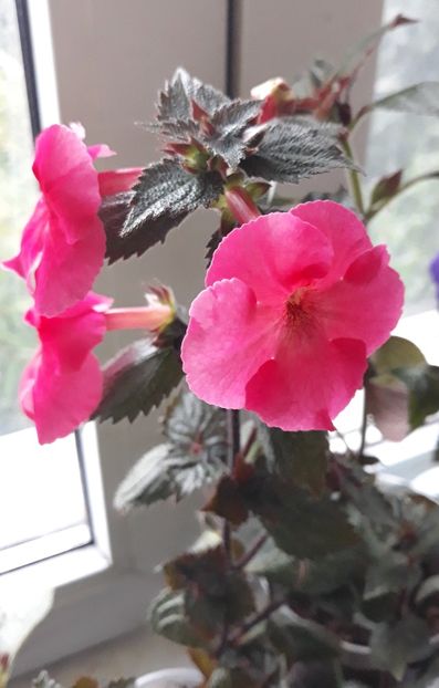  - 0001 2022 - Mardi Gras