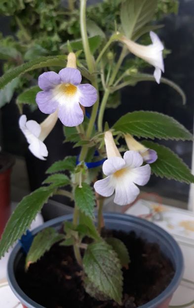  - 0001 2022 - MM s Blue Moon