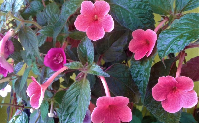  - 0000 ACHIMENES