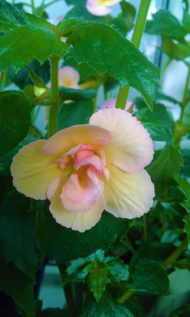  - 0000 ACHIMENES