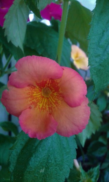  - 0000 ACHIMENES