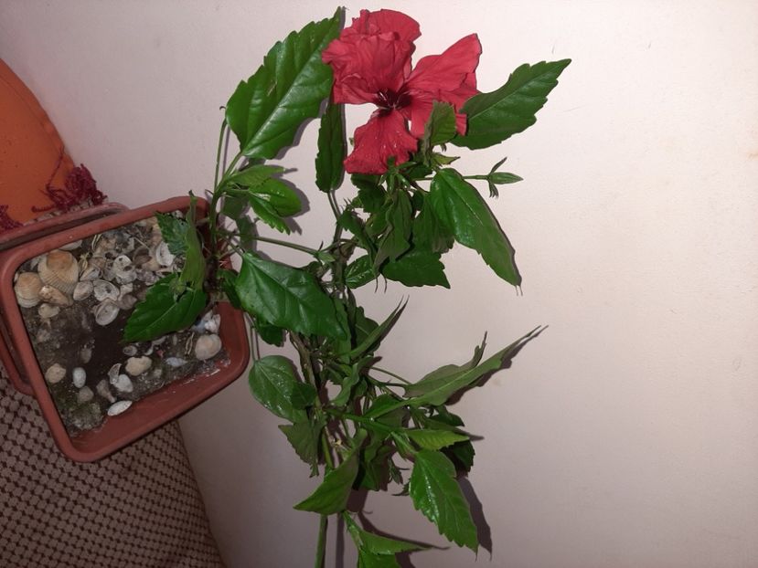  - Florile mele în iunie 2021