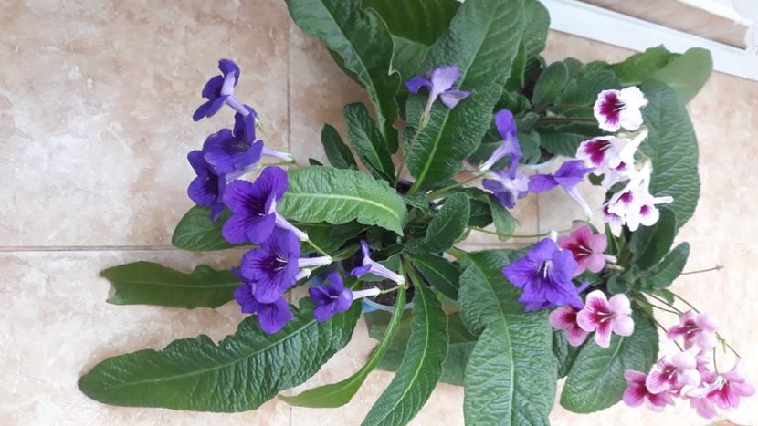  - STREPTOCARPUS