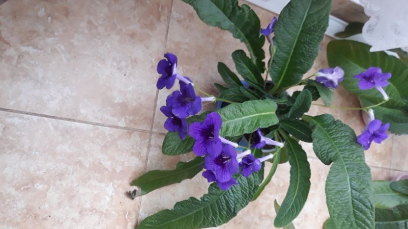  - STREPTOCARPUS