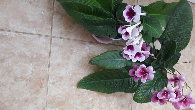  - STREPTOCARPUS