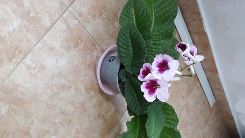  - STREPTOCARPUS