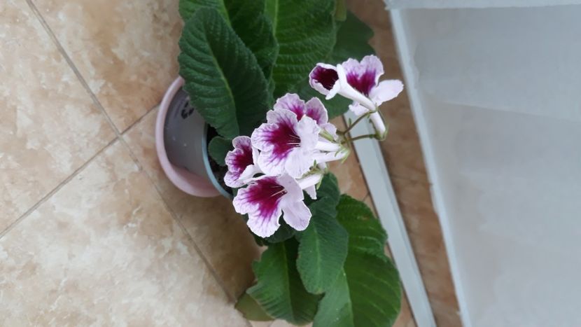  - STREPTOCARPUS