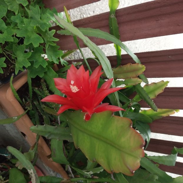  - EPYPHYLLUM OXIPETALUM