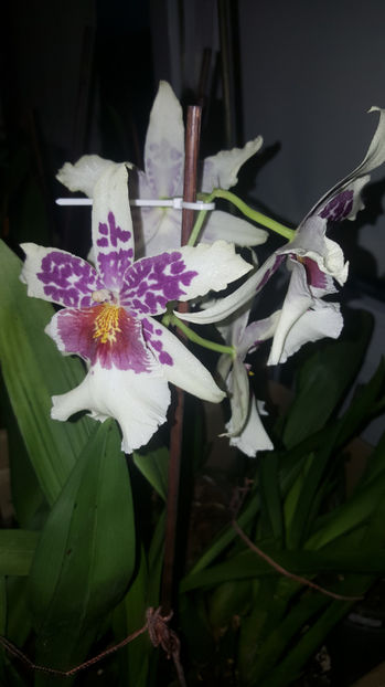 beallara "Big shot hilo sparkle" - Orhidee_4_simpodiale cu pseudobulbi