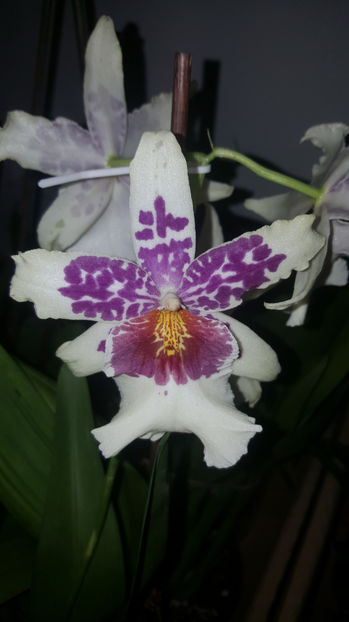 beallara "Big shot hilo sparkle" - Orhidee_4_simpodiale cu pseudobulbi