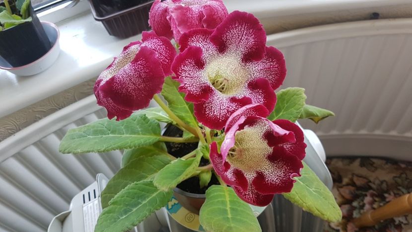 Aceeasi  - Florile mele din Anglia