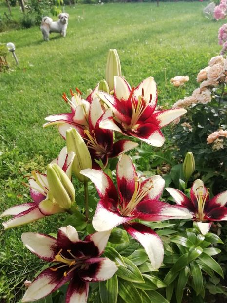 2021 - 16.06 - gradina 2021