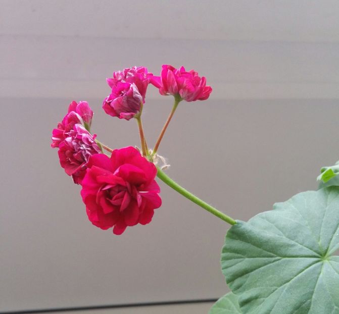 muscata trandafiras , Plum Rambler - 2021