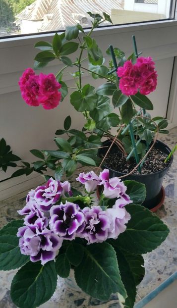 Muscate curgatoare si gloxinia - 2021