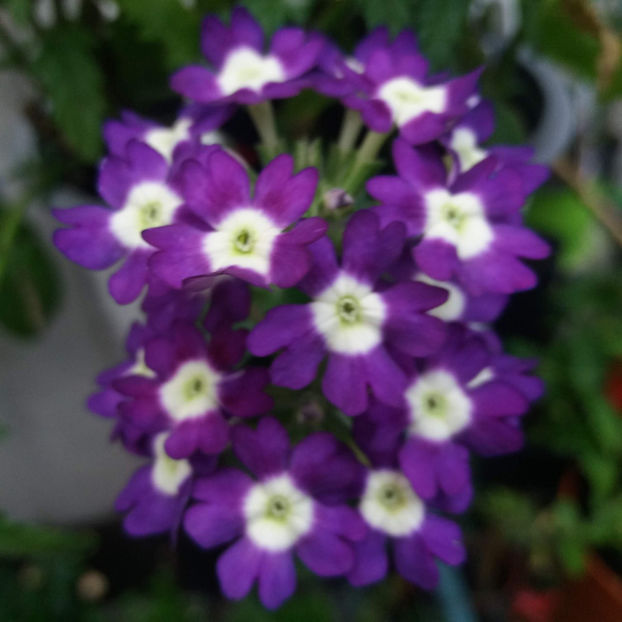  - 2021 plantute colorate natural