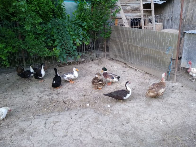  - Ratele mele macaitoare 2021