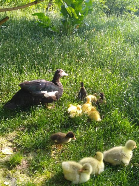  - Ratele mele macaitoare 2021