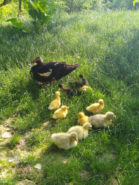  - Ratele mele macaitoare 2021