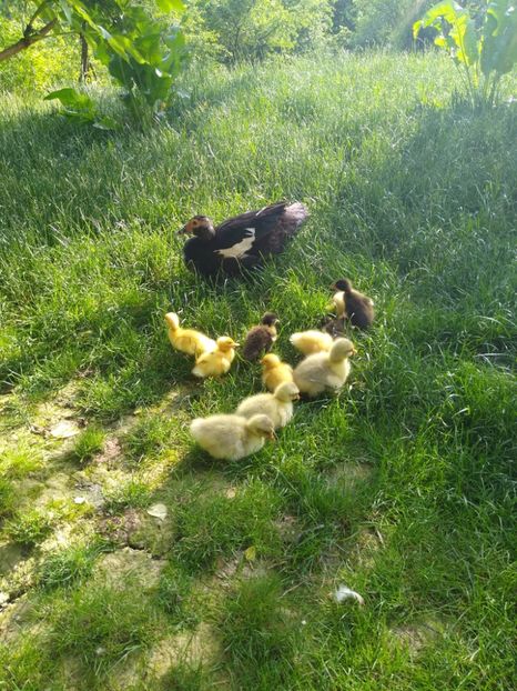  - Ratele mele macaitoare 2021