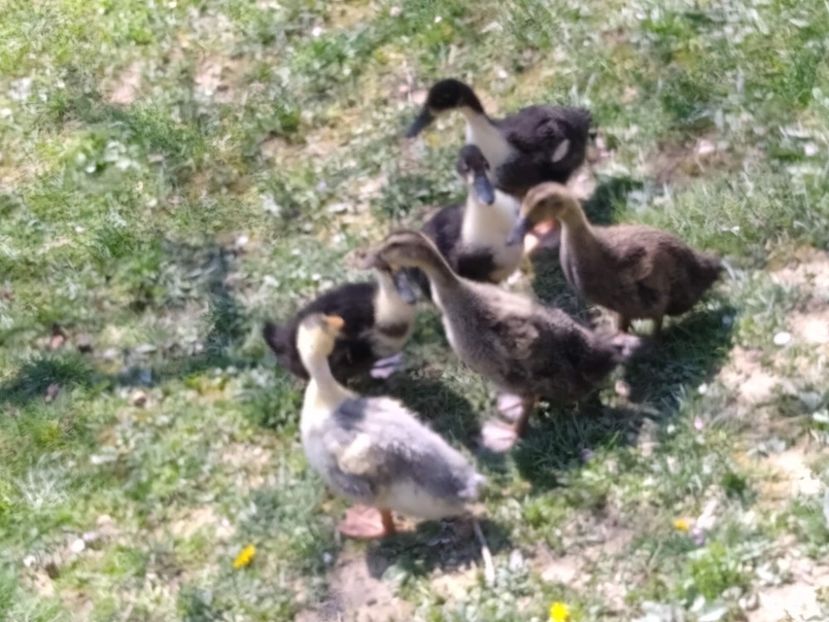 received_1419971078342566 - Ratele mele macaitoare 2021