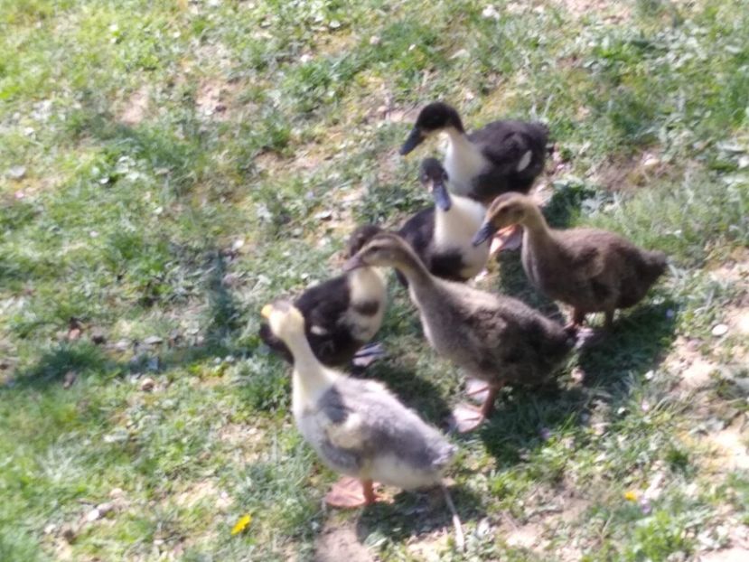 received_292934472473531 - Ratele mele macaitoare 2021