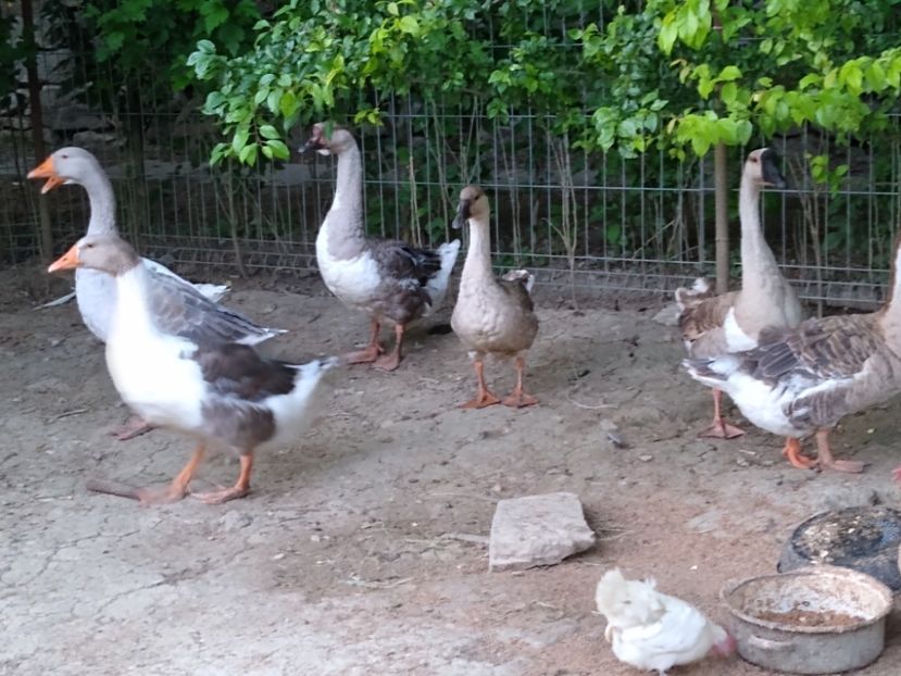  - Gâște africane 2019-2020-2021