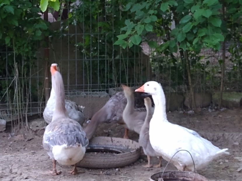  - Gâște africane 2019-2020-2021