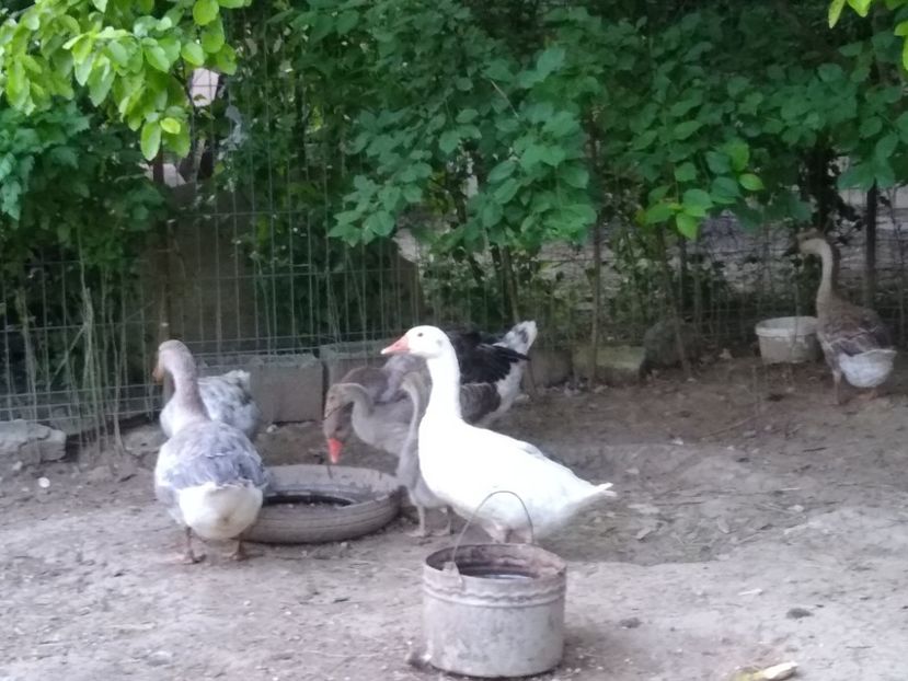  - Gâște africane 2019-2020-2021