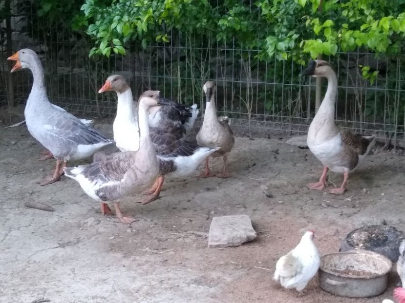  - Gâște africane 2019-2020-2021
