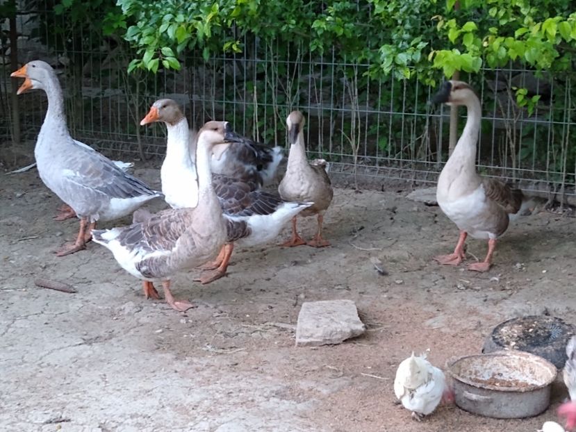  - Gâște africane 2019-2020-2021