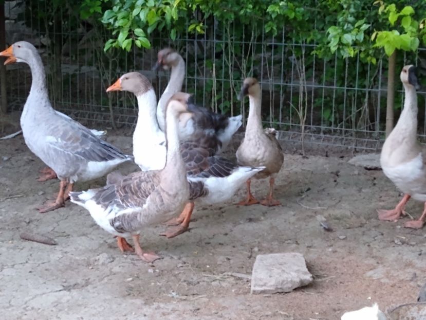  - Gâște africane 2019-2020-2021