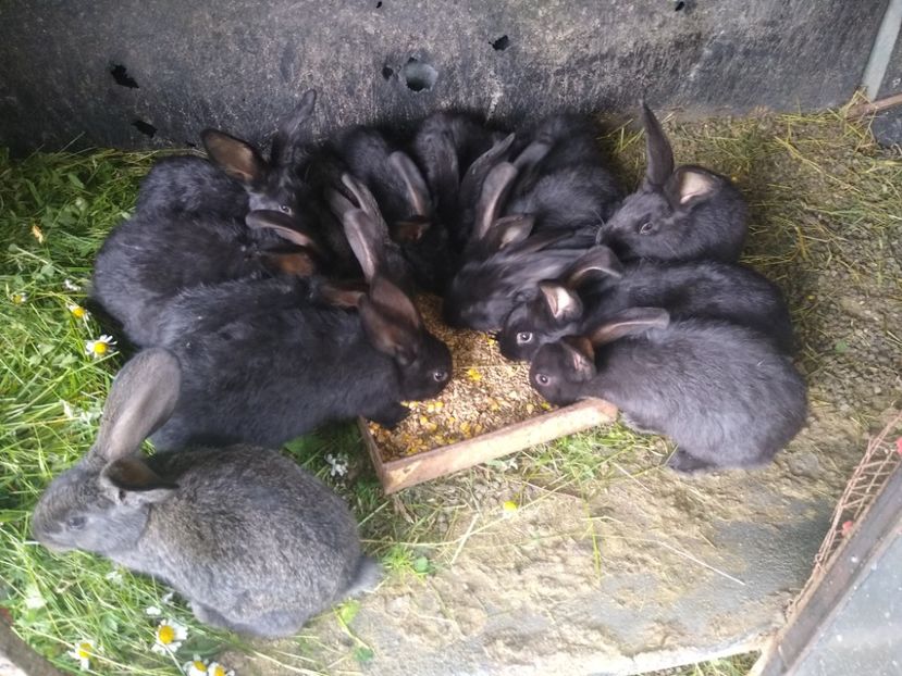  - Iepurii mei 2020-2021