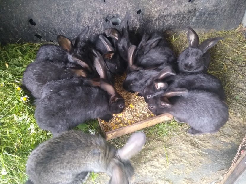  - Iepurii mei 2020-2021