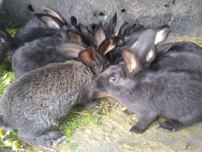  - Iepurii mei 2020-2021