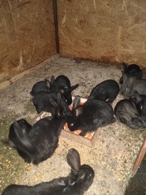  - Iepurii mei 2020-2021