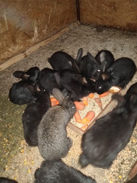  - Iepurii mei 2020-2021