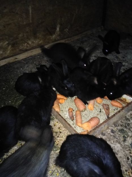  - Iepurii mei 2020-2021